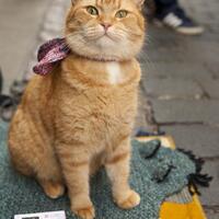bob-kucing-oranye-pengubah-hidup-pecandu-narkoba