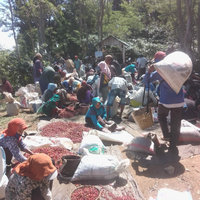 hari-ini-ptpn-kayumas-panen-raya-komoditi-ekspornya