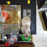 new-hamster-lovers---part-3