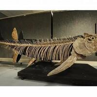 ini-penampakan-fosil-ikan-karnivora-raksasa-berusia-70-tahun