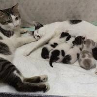 pengalaman-pribadi-sterilisasi-kucing-menurut-agan-perlu-nggak-sih