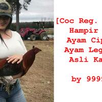 coc-reg-karawang-hampir-punah-ayam-ciparage-ayam-legendaris-asli-karawang