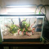 aquascape-for-everyone-learning-and-sharing---part-4