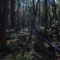 aokigahara-hutan-bunuh-diri-di-jepang