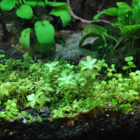 aquascape-for-everyone-learning-and-sharing---part-4