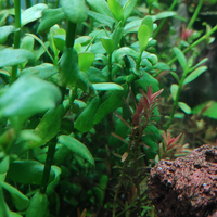 aquascape-for-everyone-learning-and-sharing---part-4