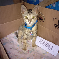 diy-life-hack-bikin-kandang-kucing-sederhana