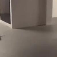 kocak-viral-video-tikus--adu-jotos--dan-kucing-jadi-wasitnya
