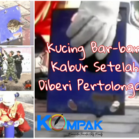 netizen-geram-kucing-terjebak-di-dalam-pipa-ini-tidak-tahu-terima-kasih-mirip