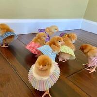 diary-mata-indigo---season-3--the-next-level