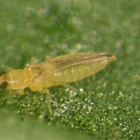 pengendalian-serangan-hama-thrips