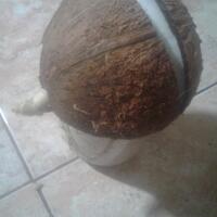 bonsai-kelapa-pecah-bagi-pengalaman-donk-master
