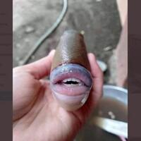 heboh-ikan-punya-bibir-dan-gigi-seperti-manusia