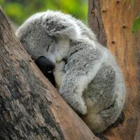 koala-makhluk-menggemaskan-yang-seluruh-hidupnya-hanya-untuk-tidur