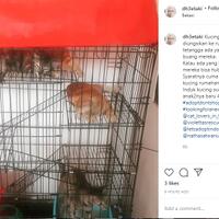 thread-hibah-adopsi-peliharaan-dan-kehilangan---part-3