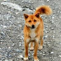 mengenal-anjing-langka-pegunungan-papua-mirip-rubah-dan-hampir-punah