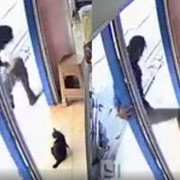 viral-video-kucing-hamil-diinjak-pria-biadab-hingga-mati