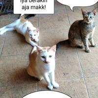 kenapa-kotoran-kucing-baunya-menyengat