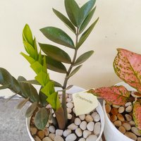 yang-suka-hijau-dan-menyegarkan-mata-tanaman-ayuk-ikutan-challenge-forum-tanaman