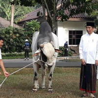 agar-tidur-nyenyak-sapi-kurban-jokowi-diberi-karpet-rp2-juta-dan-setiap-malam