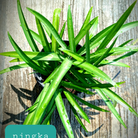 yang-suka-hijau-dan-menyegarkan-mata-tanaman-ayuk-ikutan-challenge-forum-tanaman