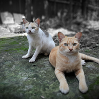 hantu-kucing-tertangkap-cctv-hebohkan-medsos-indonesia-dan-inggris-arwah-penasaran