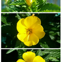 yang-suka-hijau-dan-menyegarkan-mata-tanaman-ayuk-ikutan-challenge-forum-tanaman