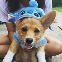 anjing-viral-ini-prediksi-milwaukee-bucks-juara-nba-2020