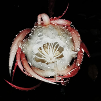 siap-siap-kaya-kalau-agan-punya-tanaman-ini-di-rumah