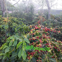 yang-suka-hijau-dan-menyegarkan-mata-tanaman-ayuk-ikutan-challenge-forum-tanaman