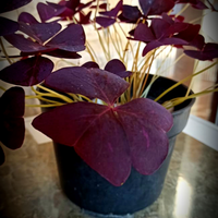 yang-suka-hijau-dan-menyegarkan-mata-tanaman-ayuk-ikutan-challenge-forum-tanaman