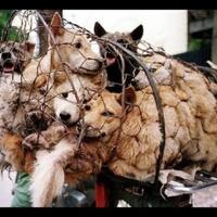 cina-kekurangan-stok-vaksin-rabies