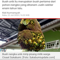 coc-reg-sukabumi-anomali-buah-nangka-seperti-pisang-ditemukan-oleh-warga-sukabumi