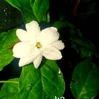 yang-suka-hijau-dan-menyegarkan-mata-tanaman-ayuk-ikutan-challenge-forum-tanaman