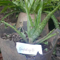 yang-suka-hijau-dan-menyegarkan-mata-tanaman-ayuk-ikutan-challenge-forum-tanaman