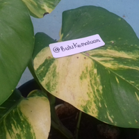 yang-suka-hijau-dan-menyegarkan-mata-tanaman-ayuk-ikutan-challenge-forum-tanaman