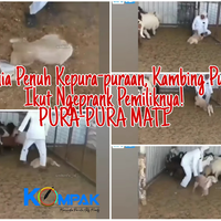 gak-ada-akhlak-kambing-pura-pura-mati-saat-ditangkap-hendak-dijadikan-kurban-parah