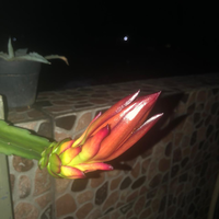 siap-siap-kaya-kalau-agan-punya-tanaman-ini-di-rumah