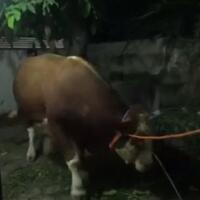 sapi-kurban-presiden-jokowi-mengamuk-pohon-roboh-dan-warga-kocar-kacir