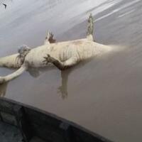 buaya-4-meter-ditemukan-mati-mengambang-di-bendungan-wk