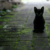 kucingmu-hilang-pakailah-cara-unik-ini-untuk-mencari-kucing-yang-hilang