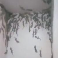 viral-kamar-mandi-dipenuhi-puluhan-tokek-berukuran-besar-bikin-merinding