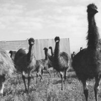 great-emu-war-perang-antara-australia-vs-20000-burung-emu