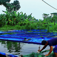 4-jenis-ikan-air-tawar-yang-paling-mudah-untuk-dibudidayakan-yuk-mampir-dimari-gan