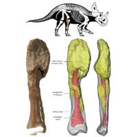 dinosaurus-didiagnosis-dengan-kanker-tulang