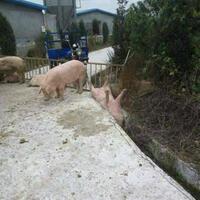 3-alasan-ahok-ditempatkan-di-pertamina