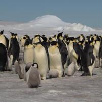 satelit-mengungkapkan-koloni-penguin-baru-di-antartika