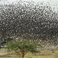 benarkah-hewan-bisa-memprediksi-bencana-alam-gempa-bumi