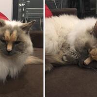 janda-kembang-penakluk-instruktur-senam