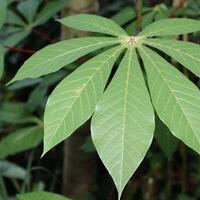 warga-thailand-boleh-tanam-ganja-sendiri-di-rumah-indonesia-bakal-ikuti